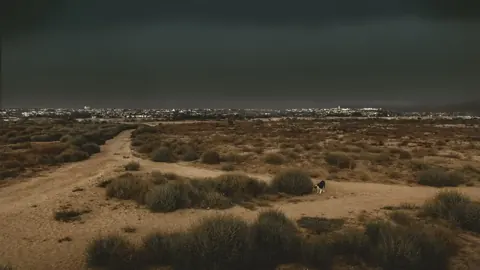 A dog exploring the open ground of Fiesta Island in Mission Bay, San Diego