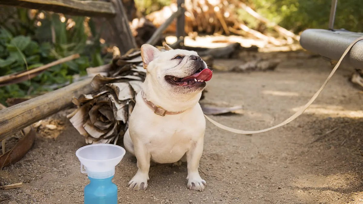 A French bulldog resting on the Oasis of Mara Trail in Joshua Tree National Park