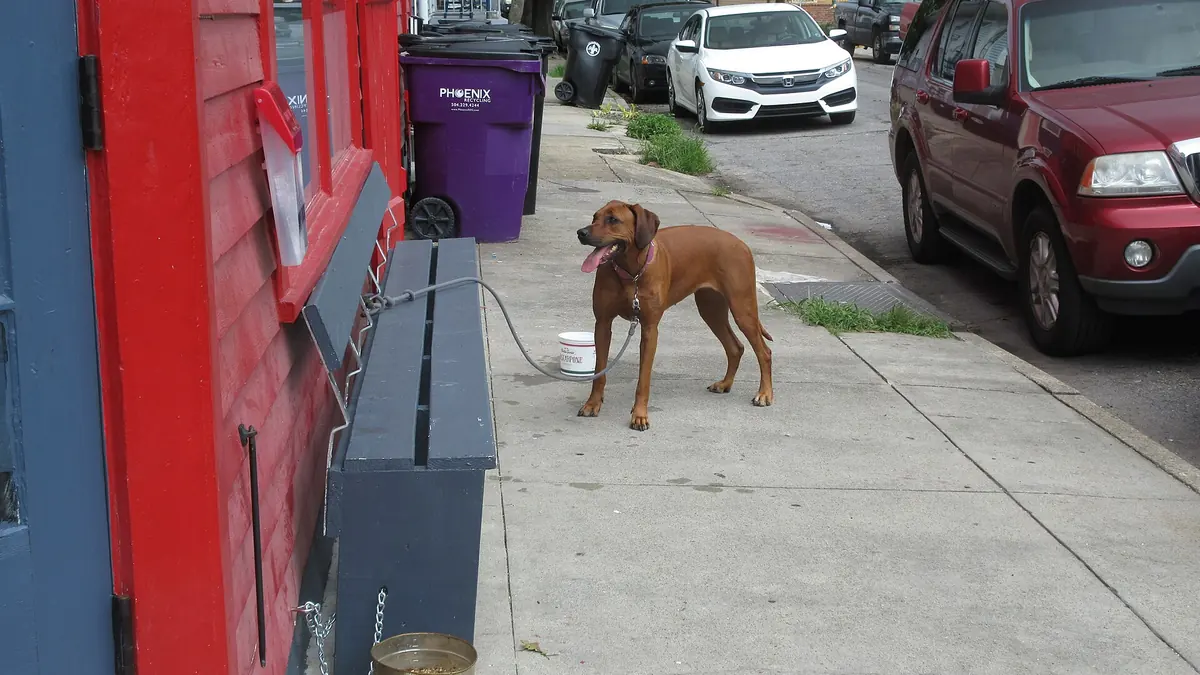 A dog waiting on the sidewalk by a bench outside a bakery cafe in New Orleans