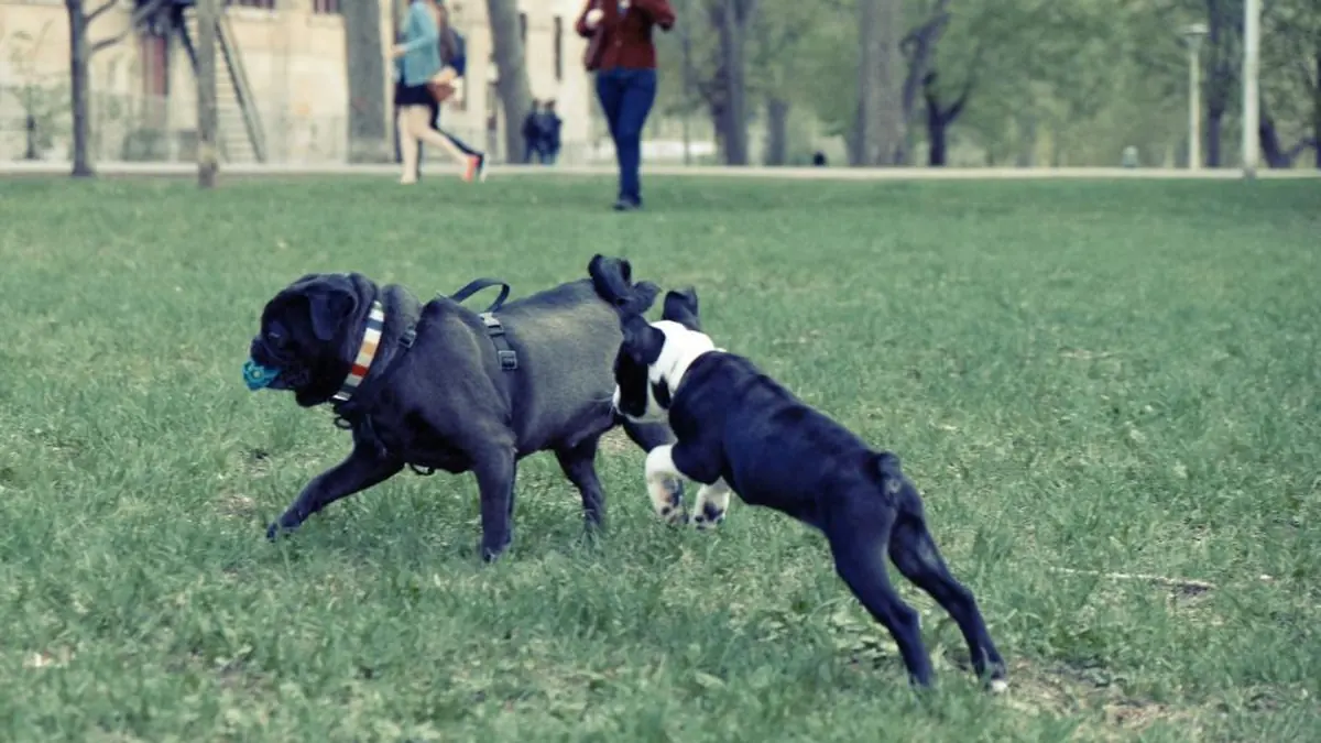 Two dogs playing on the grass in a park