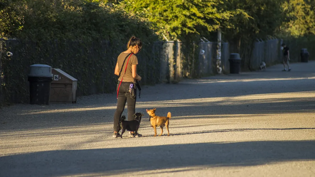 A person walking dogs along the path in the Magnuson Park off-leash area, Seattle