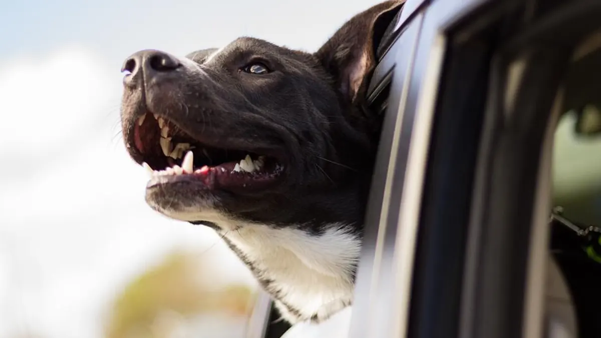A dog looking out of a car window